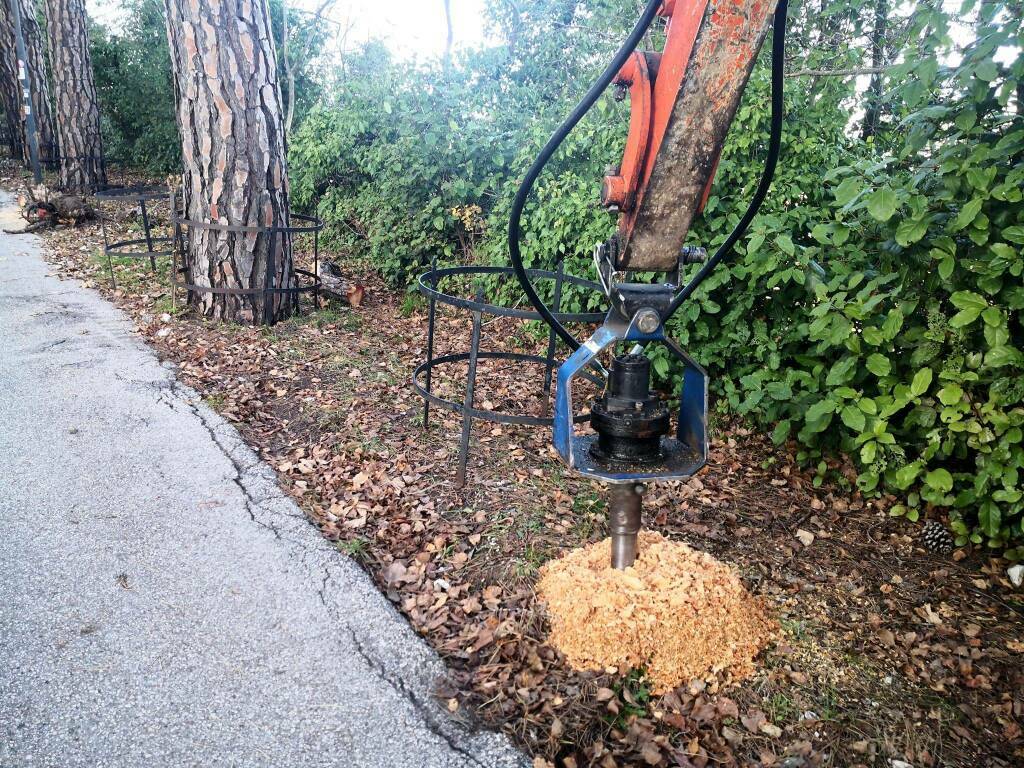 Viale della rimembranza pini manutenzione