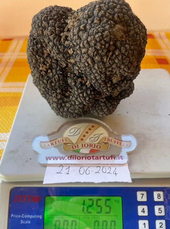 tartufo nero