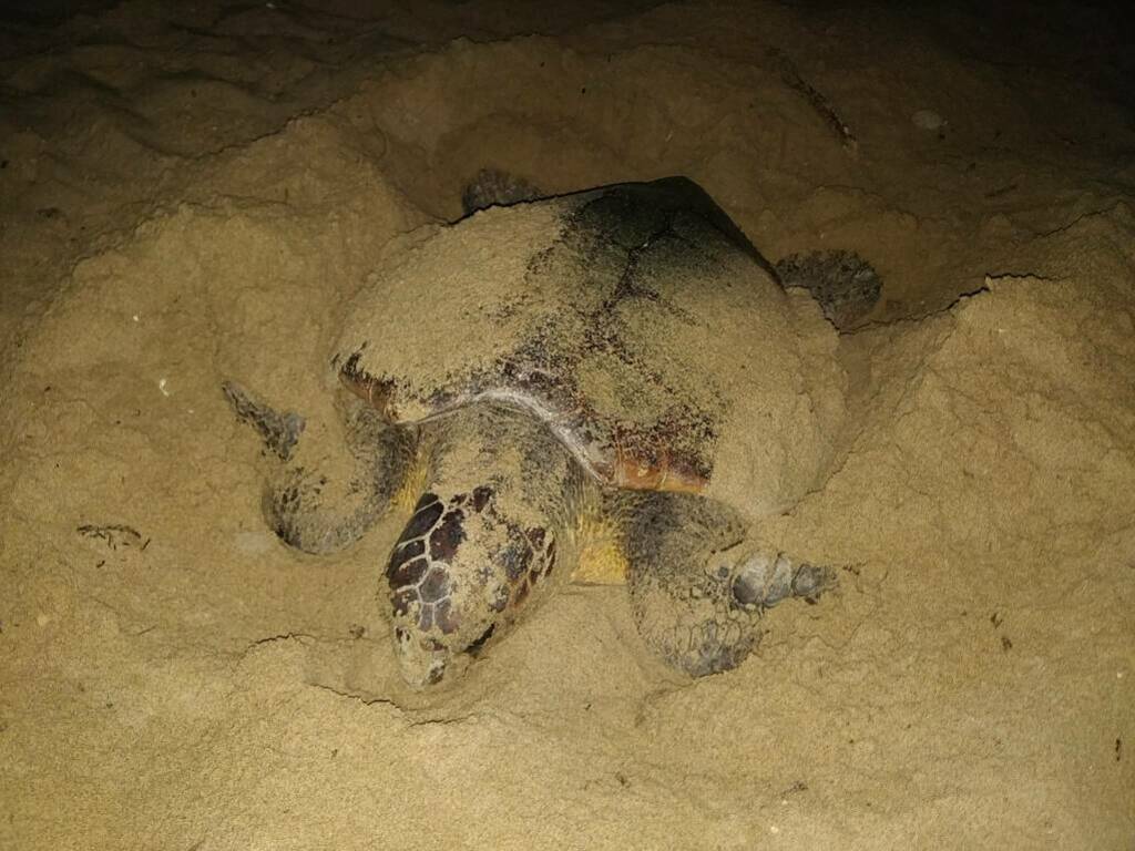 tartaruga caretta nido petacciato