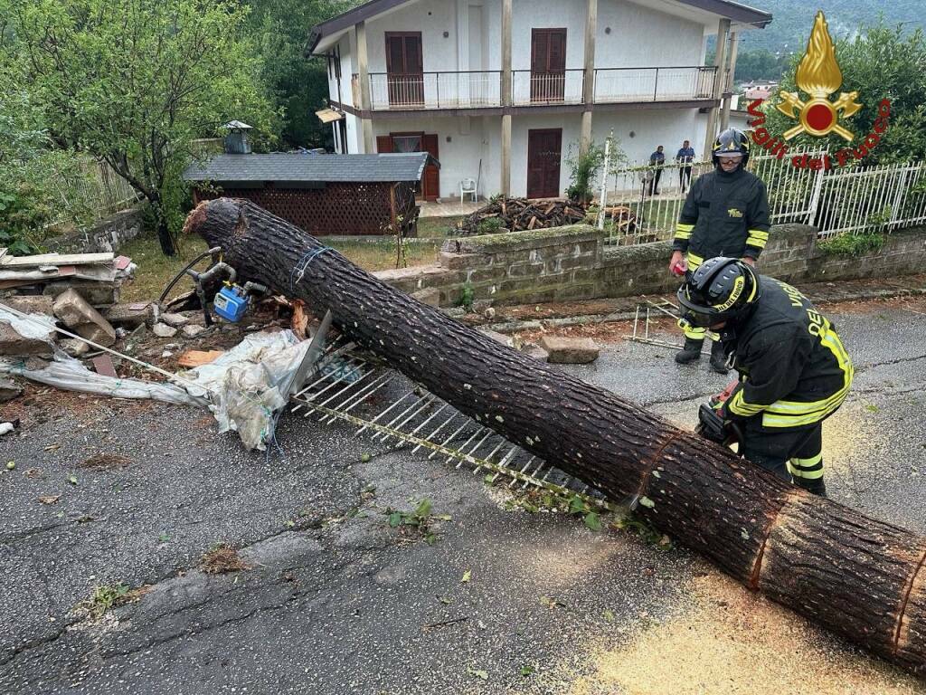 monteroduni traliccio albero